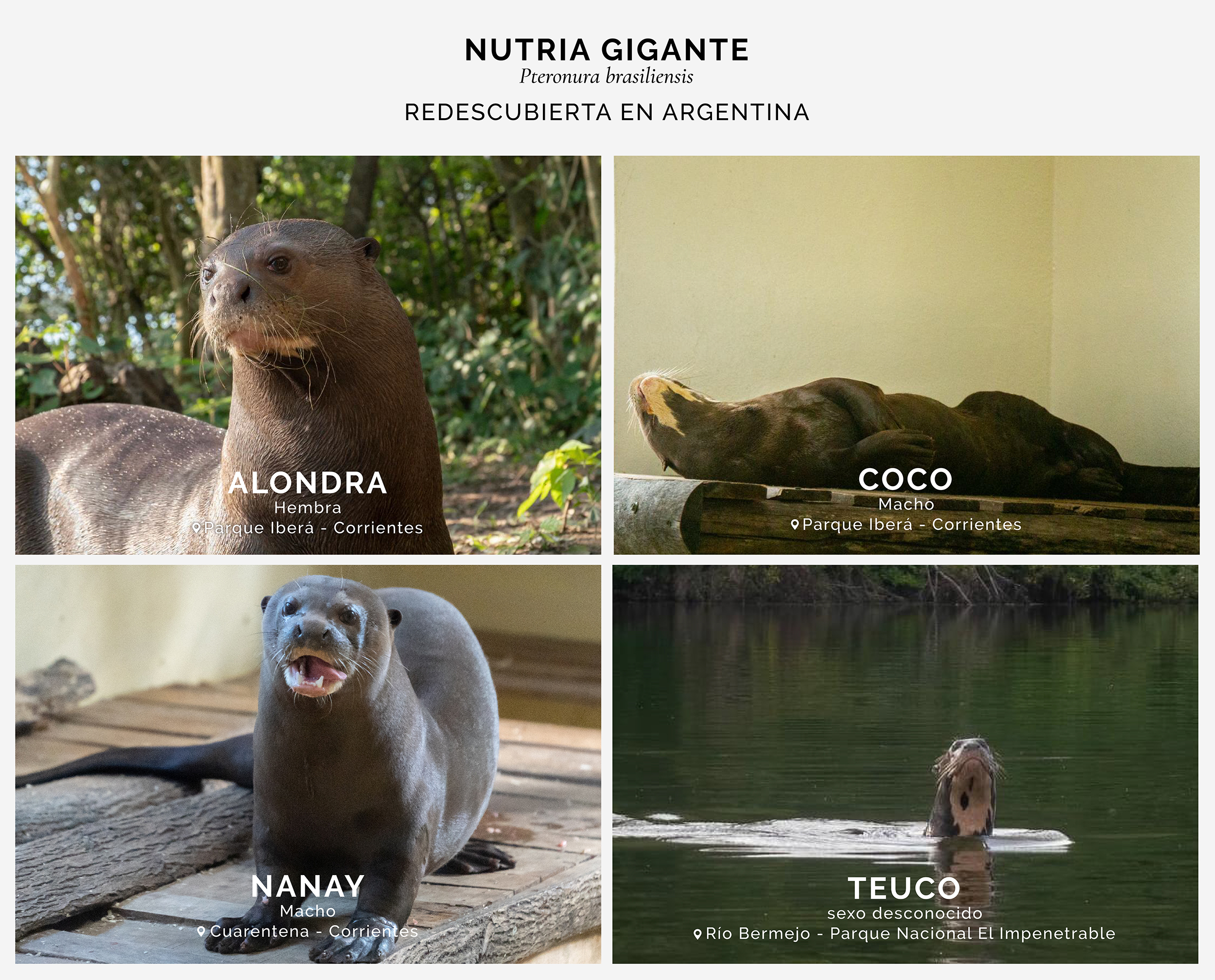 nutria-gigante-argentina
