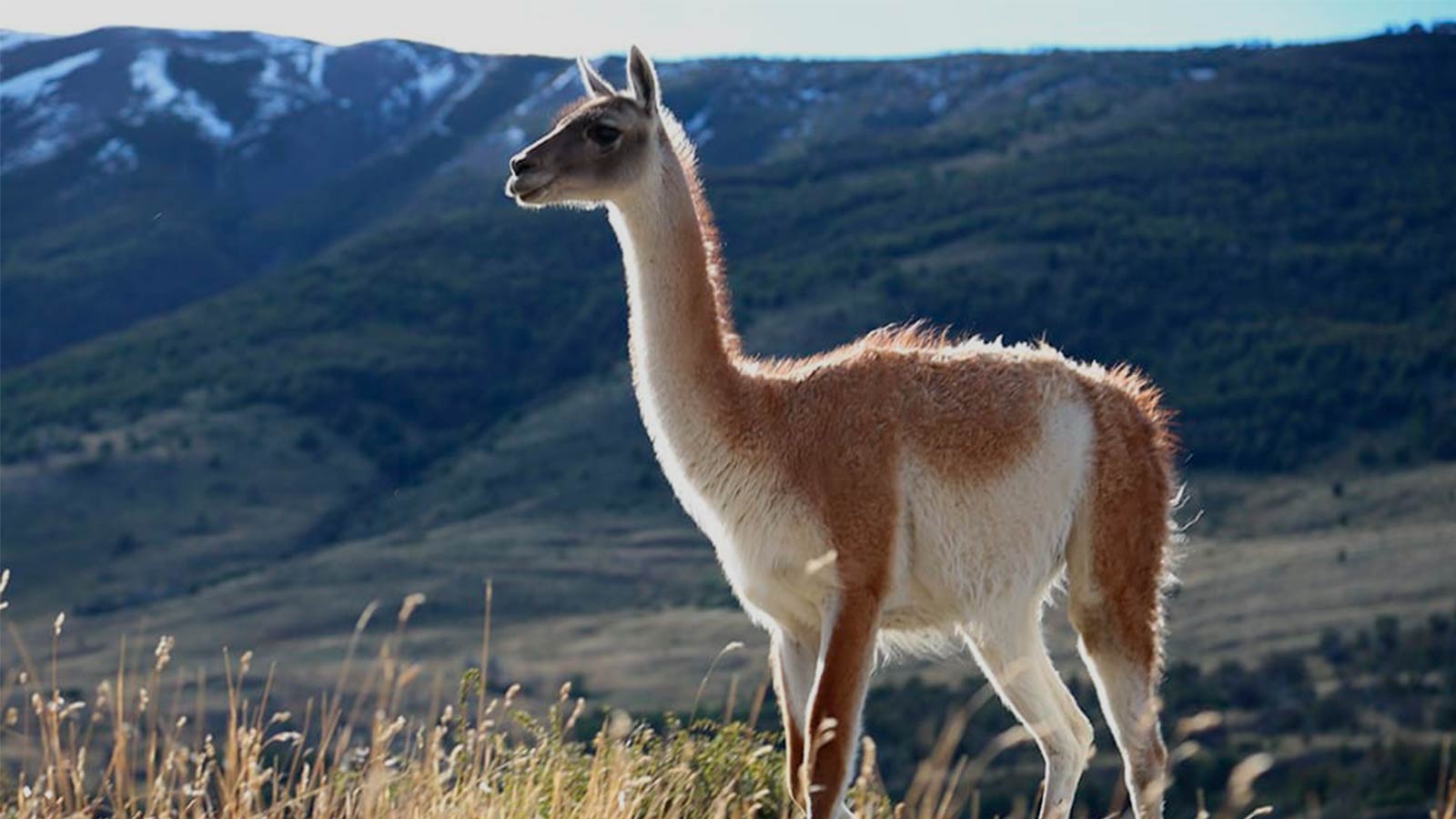 Guanaco-Medio-Ambiente