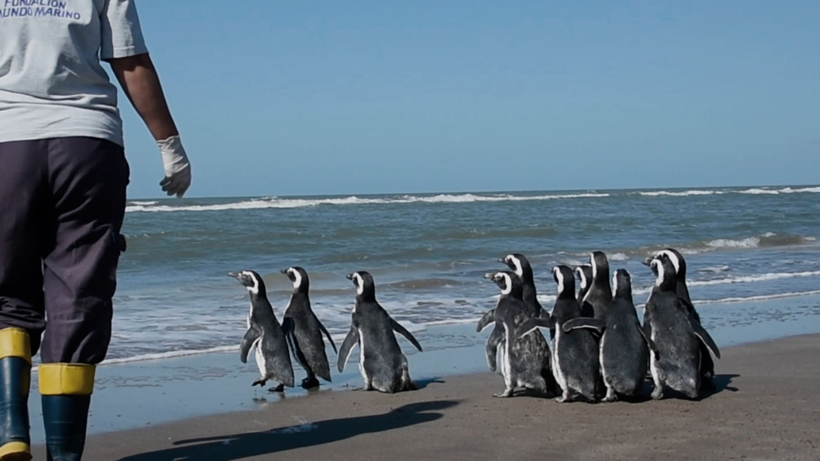pinguino-web