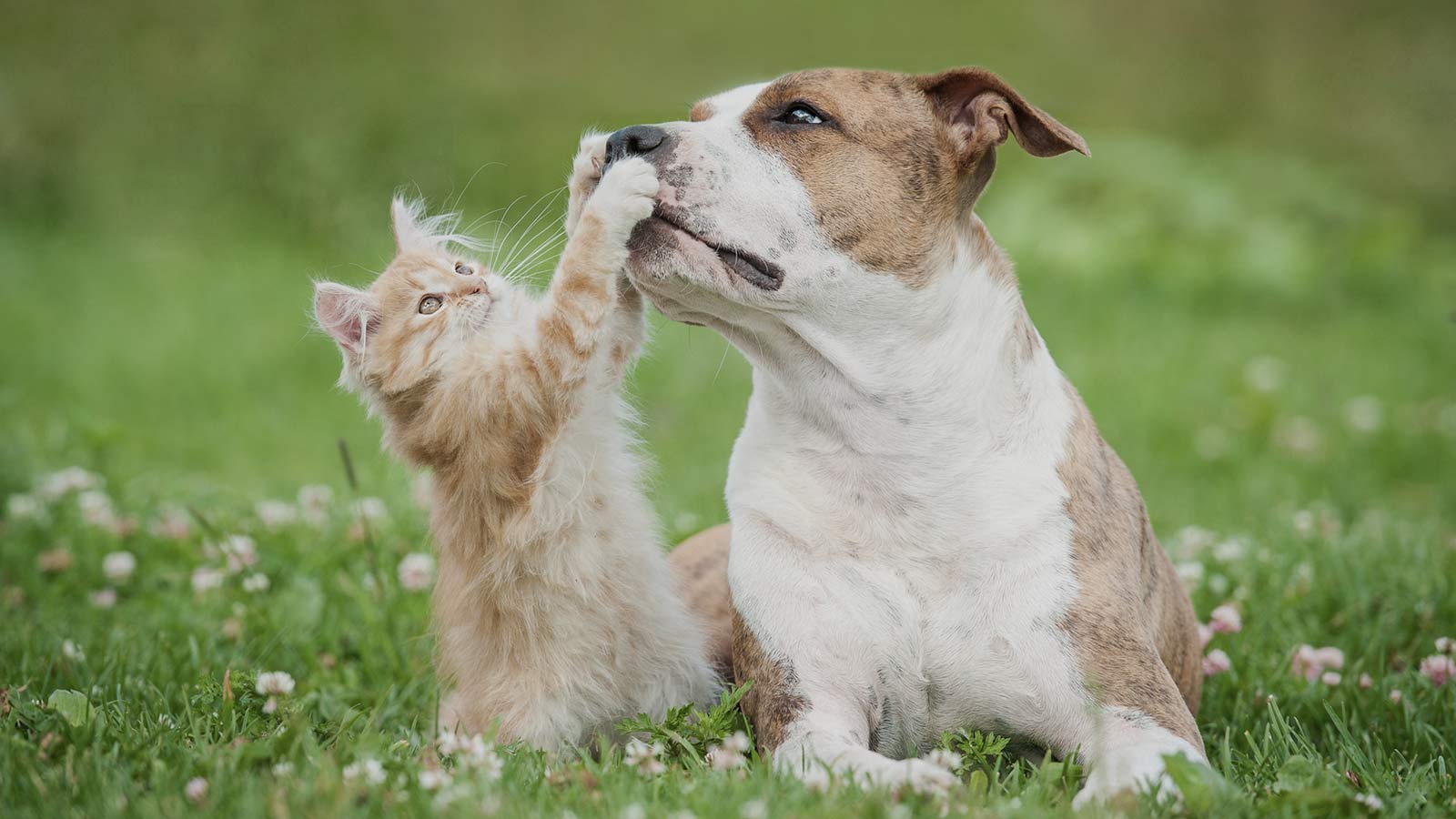 perro-gato-ley