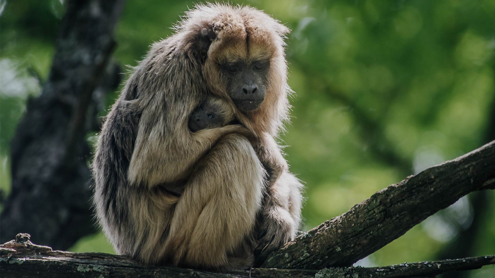 primates-argentina
