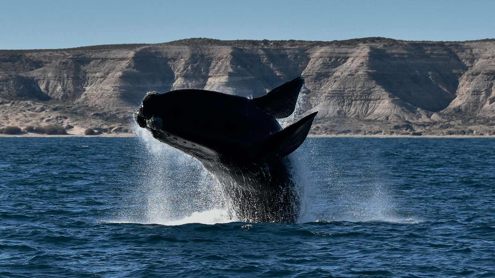 mar-argentino