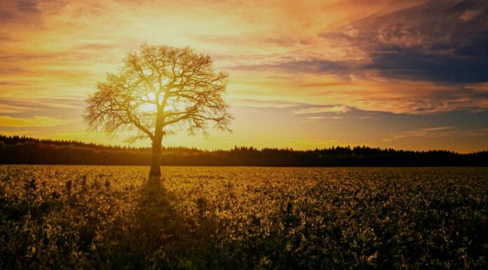 arbol-de-la-vida-biblia